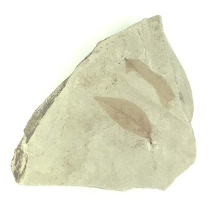 ツツジ属の一種