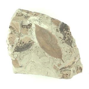 ツツジ属の一種