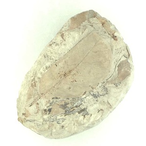 ヨコヤマヌマミズキ