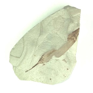 マクリントキア属の一種