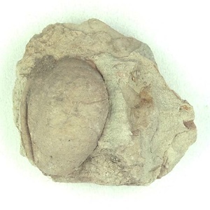 サキシマスオウノキ属の果実