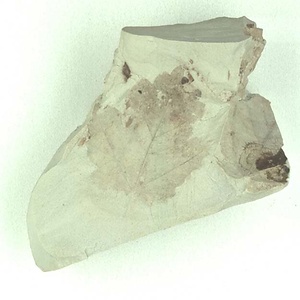 カエデ属の一種