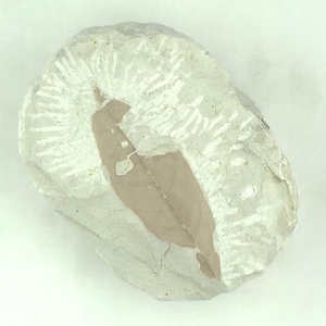 タブノキ属の一種