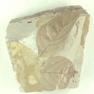 クルミ属の一種