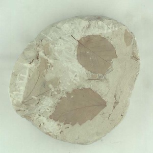 ムカシナガエブナ