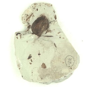 所属不明の種子または果実