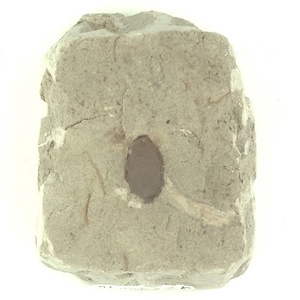 所属不明の種子または果実