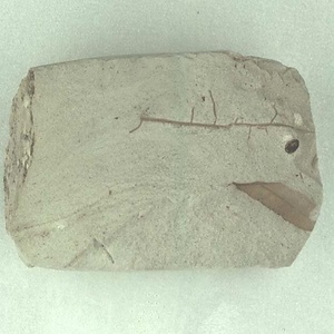 所属不明の種子または果実