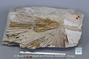 シュロ属の一種