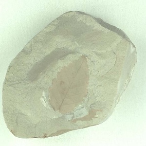 クマシデ属の一種