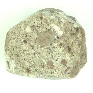 所属不明の種子または果実