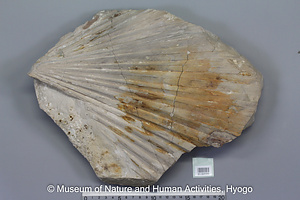 シュロ属の一種