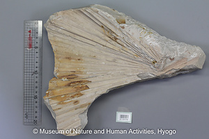 シュロ属の一種