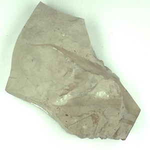 アケボノシラカシ