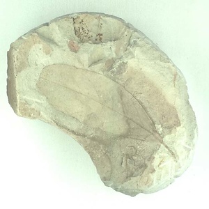 タブノキ属の一種