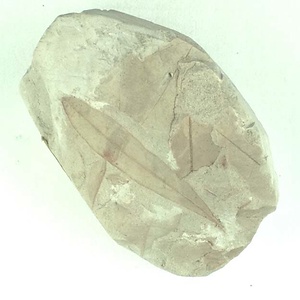 ツツジ属の一種