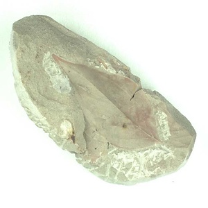 クロモジ属の一種