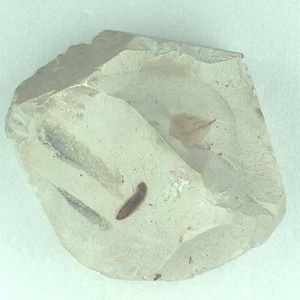 ランダイスギ属の一種