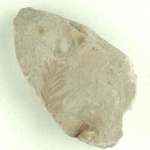 ヌマスギ属の一種