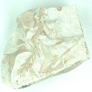 ヌマスギ属の一種