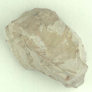 ヌマスギ属の一種