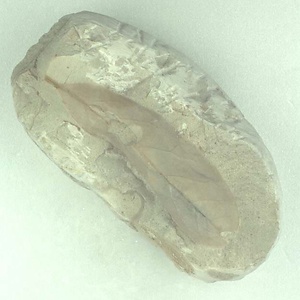 ツツジ属の一種