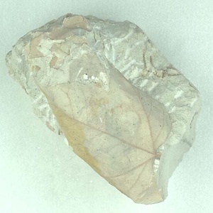 カエデ属の一種