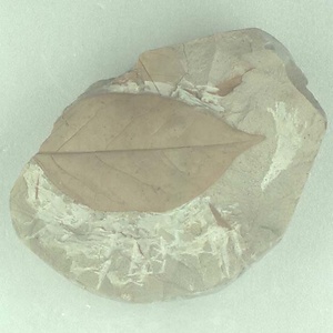 クロモジ属の一種