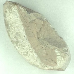 モクゲンジ属の一種