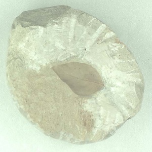 クマヤナギ属の一種