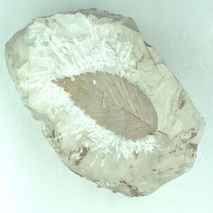 ニセチドリノキ