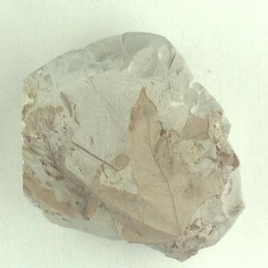 カエデ属の一種