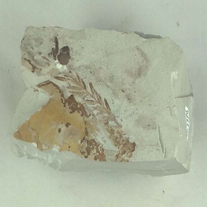 ヌマスギ属の一種