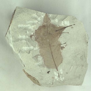 モクゲンジ属の一種