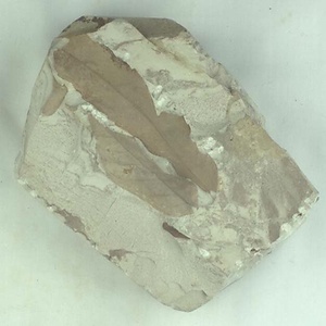 アケボノシラカシ