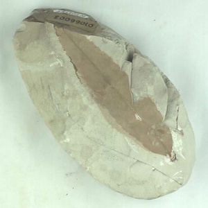 アケボノシラカシ