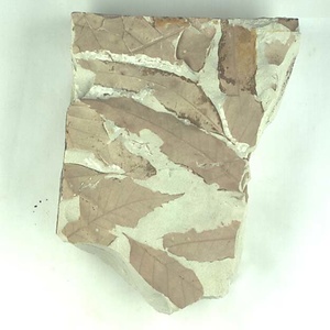 アケボノシラカシ