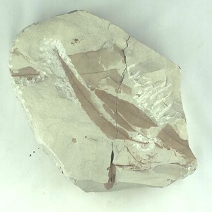 アケボノシラカシ