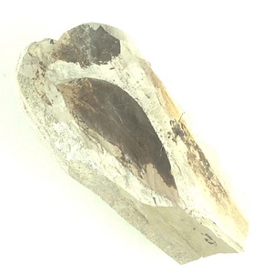 ハンノキ属の一種