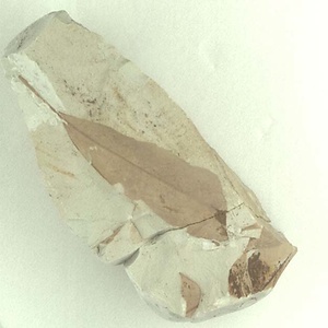 コナラ属の一種