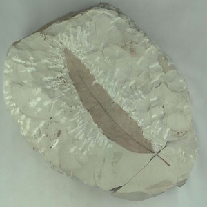 アケボノシラカシ