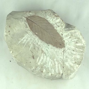 クマシデ属の一種