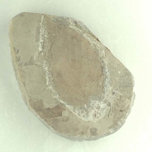 コウベトサミズキ