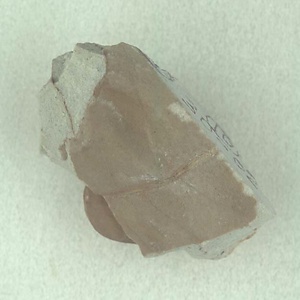 所属不明の種子または果実