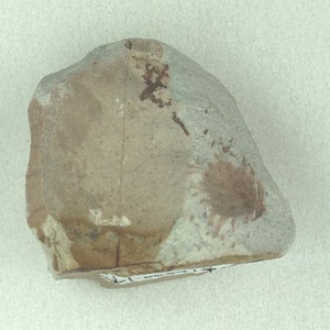 ブナ属の殻斗？