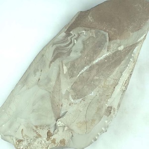 モクゲンジ属の一種