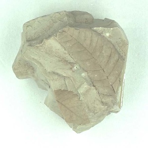 モクゲンジ属の一種