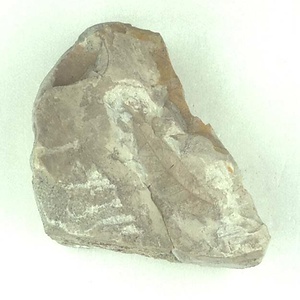 モクゲンジ属の一種