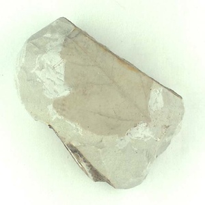 カエデ属の一種