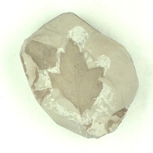 カエデ属の一種